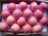 excellent quanlity 100% fresh red fuji apples