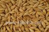 Animal Feed Barley, Ukraine