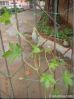 Anti bird net producti...