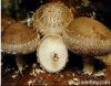 Organtic Mushroom Extr...