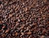 Cocoa Beans