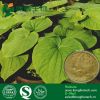 Vanuatu Kava Kava Extr...