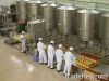 Refined  rapeseed oil