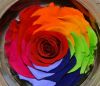 rainbow, preserved flo...