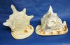 Yellow helmet sea shells