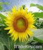 Export Refined Sunflow...