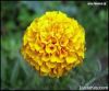 Marigold flower