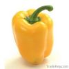 LittleFarmFreshIndia-Capsicum