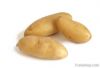 Fresh Potato