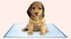 pupply pads