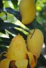 PREMIUM ATAULFO MANGOES