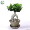 Ficus Ginseng Bonsai