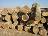 Oak log