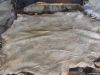Wet Salted Cattle Hides