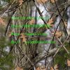UV PVC Vinly Plywood /...