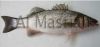 European Seabass (Dice...