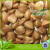 China buckwheat, roast...