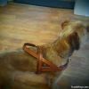 dog collars