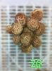 fresh shiitake mushroo...