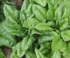 Spinacia oleracea (Fre...