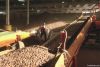 COCOA BEANS