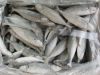 frozen horse mackerel