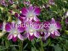 green dendrobium orchids,pink dendrobium orchid