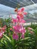 Orchids for sale,orchi...