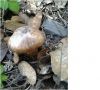 Top Quality Dried Tricholoma Matsutake