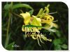 Honeysuckle Flower Ext...