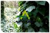 Ivy Extract(1-10%heder...