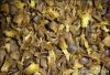 palm kernel shell