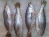 Frozen Yellow Croaker ...