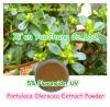 Portulaca Oleracea Ext...