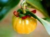 Garcinia Cambogia Extr...