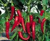 Capsiate(Capsicum extr...