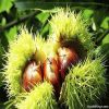 Sweet Fresh Chestnut