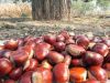 Organic snack ready to eat chestnuts