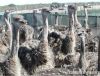 ostrich chicks