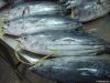 Frozen Skipjack tuna w...