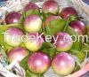 fresh star apple