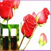 Rose essential oil