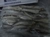 ARGENTINE HAKE