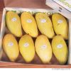 Fresh Alphonso Mangoes