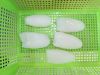 FROZEN BABY CUTTLEFISH