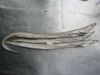 Conger Eel (Congresox ...