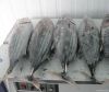 FROZEN SKIP JACK TUNA ...
