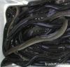Live Eel (Anguilla Ros...