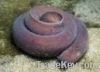 Live Hagfish (California)