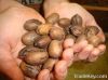 Pecan Nuts in shell an...